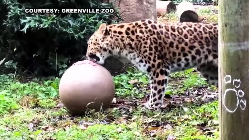 La leoparda que escapó del Zoológico de Greenville es ahora la sensación para los visitantes....
