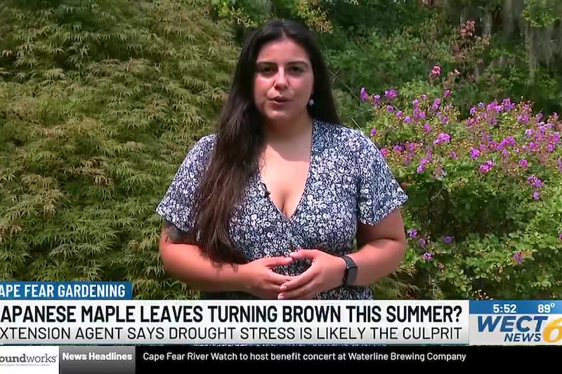 Japanese Maple Leaves Turning Brown This Summer?