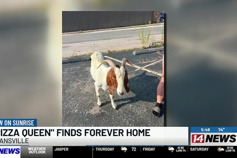 Lost goat named ‘Pizza Queen’ finds forever home