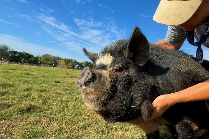 My Pig Filled Life