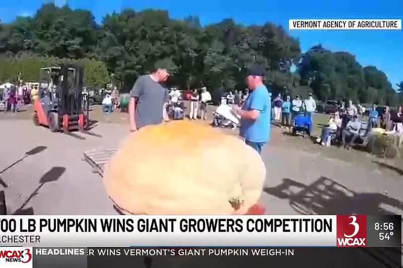 Giant gourds (and tomatoes!) at competition this weekend