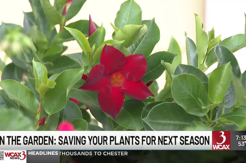 In the Garden: Saving your plants for next season
