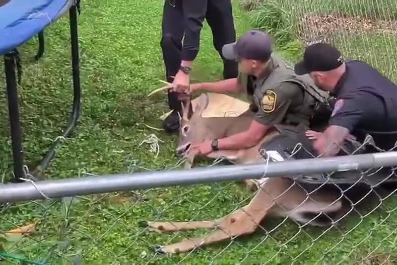 ‘Unusual rescue’: North Canton police free buck stuck in backyard hammock
