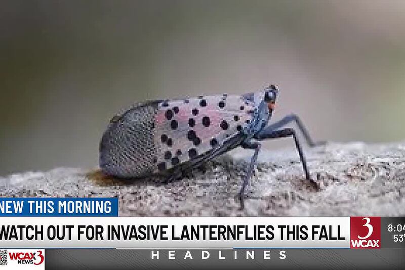 Vt. environmental experts: Keep an eye out for spotted lanternflies