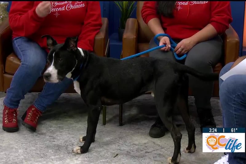 Adopt or foster an animal this Christmas